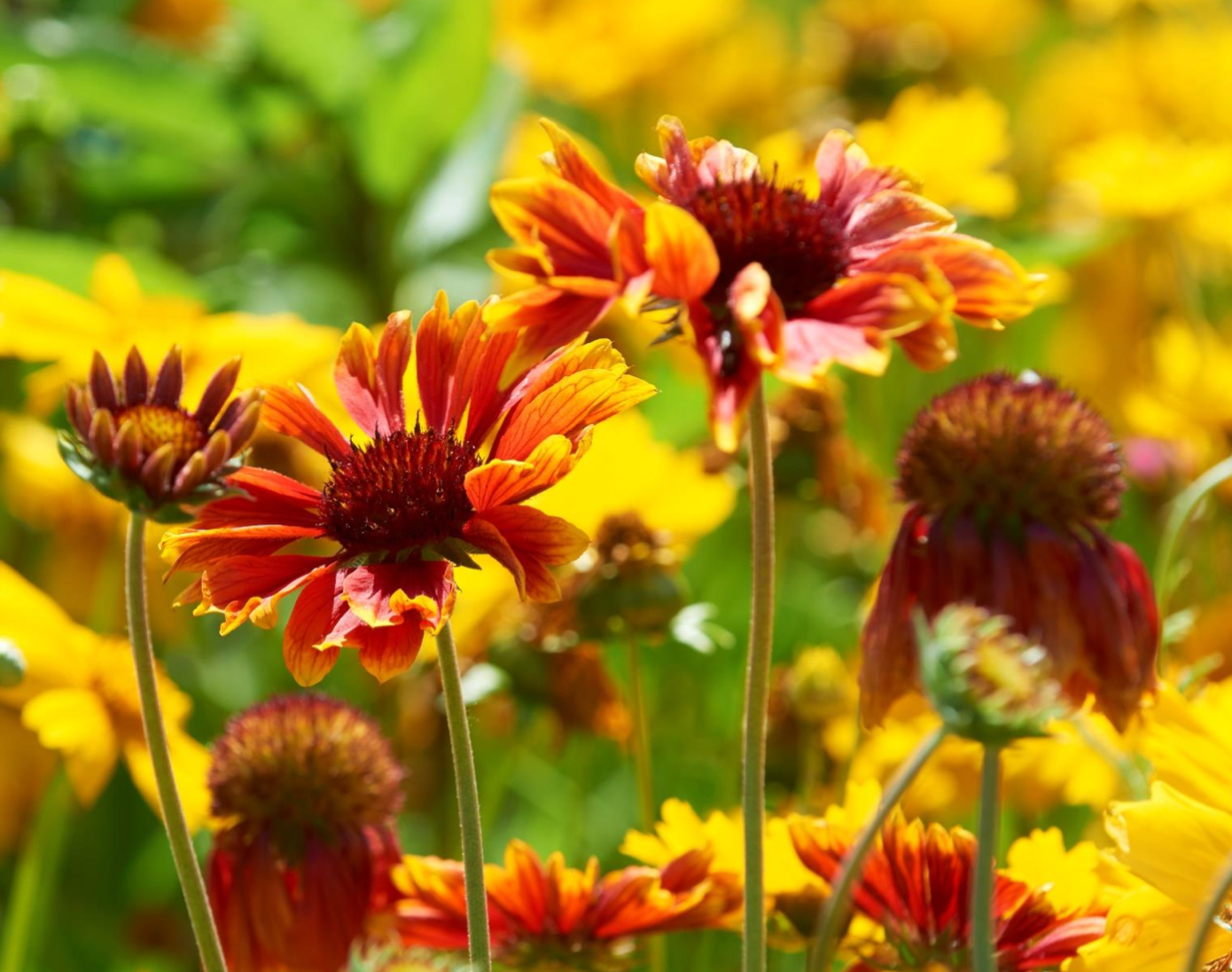 Tuingras kopen Tuingras kopen