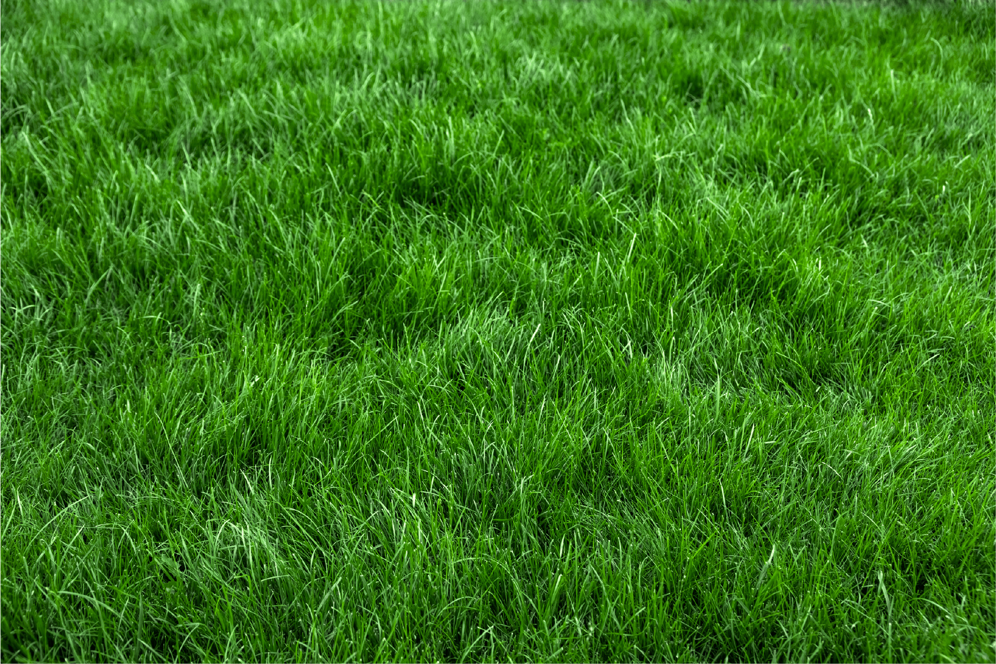 Grasrollen bestellen Grasrollen bestellen