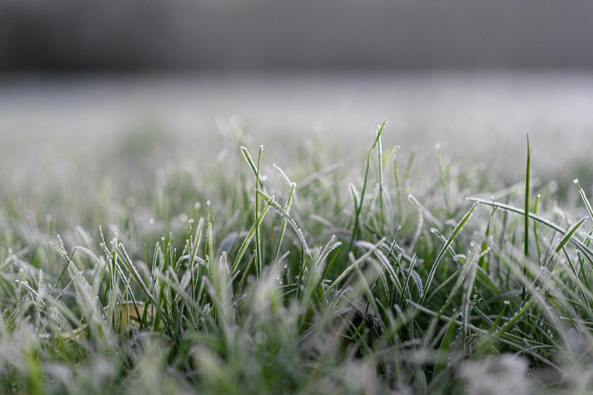 Grasmatten in de winter Wintertips voor het aanleggen van uw gazon