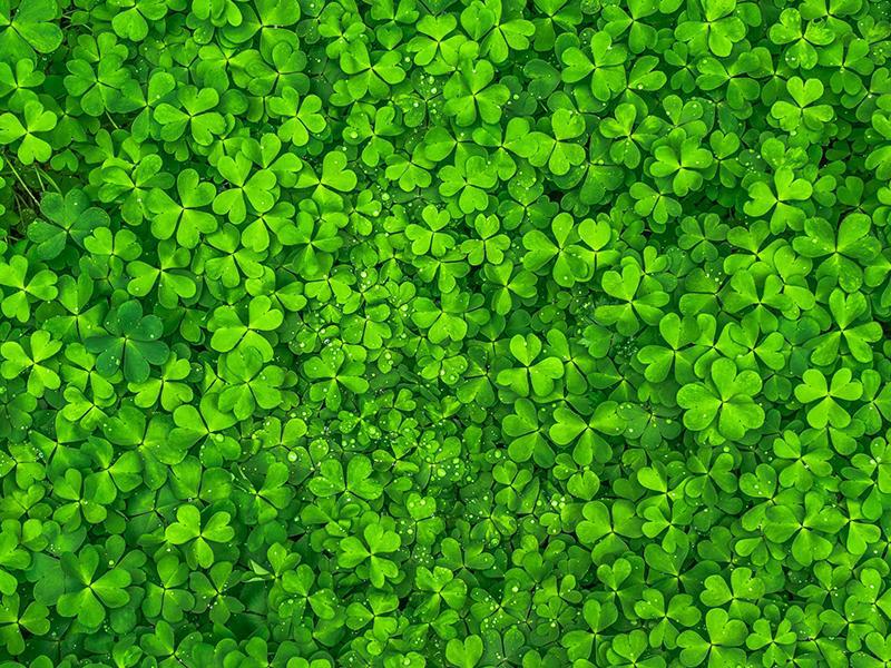 Klavers in gazon Klavers in gazon