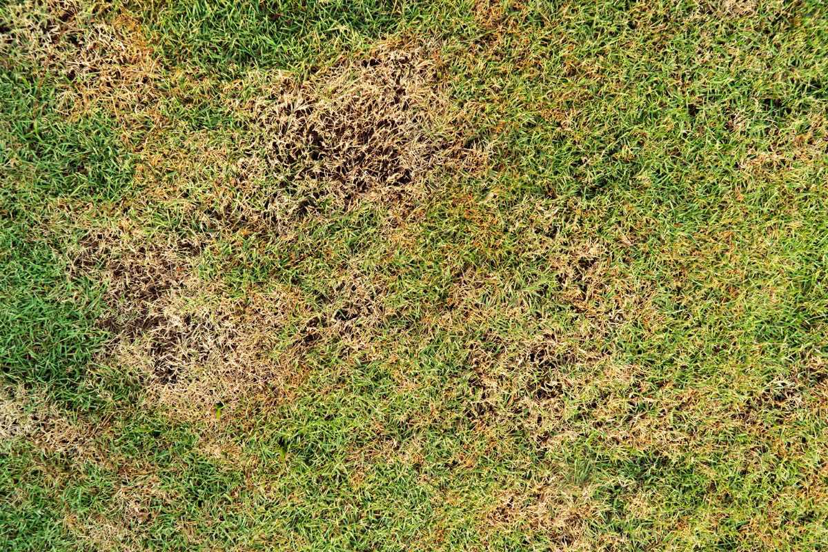 Bruine plekken in uw gazon Hendriks Graszoden