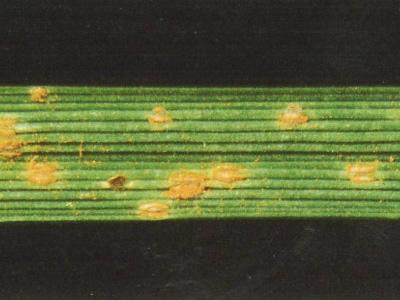 Bruine-vlekkenroest Bruine-vlekkenroest