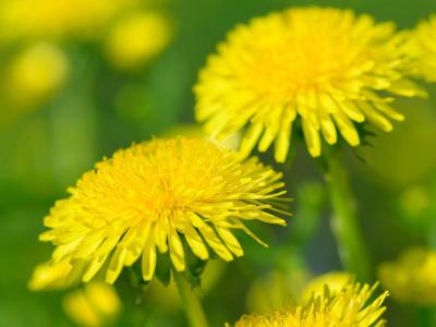 Paardenbloemen – verwijderen en voorkomen