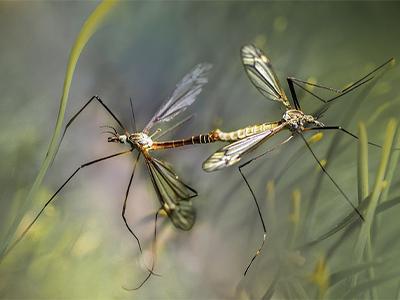 het verdelgen van emelten en rouwvlieglarven met aaltjes