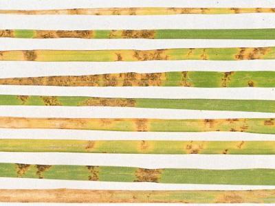 Bladvlekkenziekte | Hendriks Graszoden