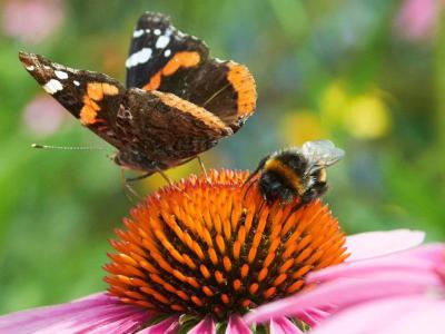 Bloemmatten van vaste planten