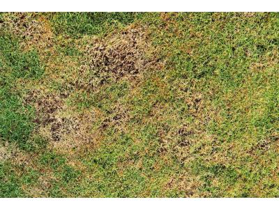 Bruine plekken in uw gazon