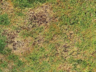 Bruine plekken in uw gazon