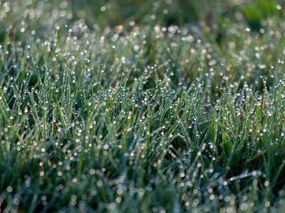 Groen gazon met dauwdruppels