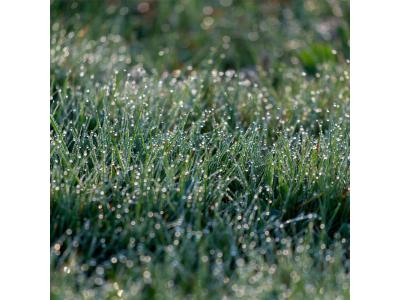 Groen gazon met dauwdruppels