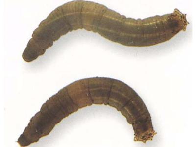 Emelten bestrijden | Hendriks Graszoden