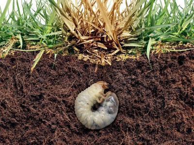 Engerlingen bestrijden | Hendriks Graszoden