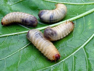 Engerlingen bestrijden met aaltjes | Hendriks Graszoden | Gazon online