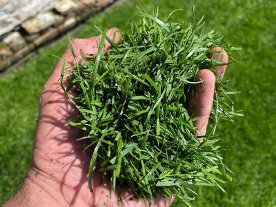 Gemaaid gras, wat kunt u ermee?