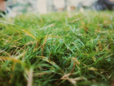 Herstel gras na hittegolf België