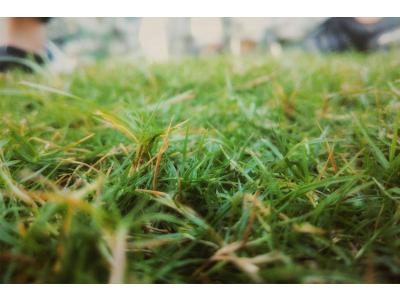 Herstel gras na hittegolf België