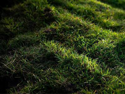 Gazon donker door weinig zon en schaduw