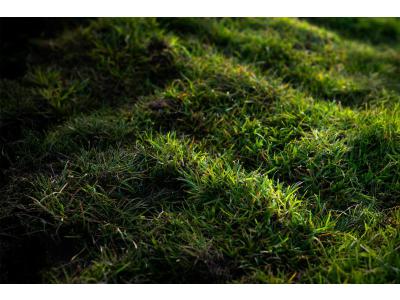 Gazon donker door weinig zon en schaduw