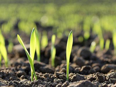 Gras bijzaaien in september voor herstel van het gazon