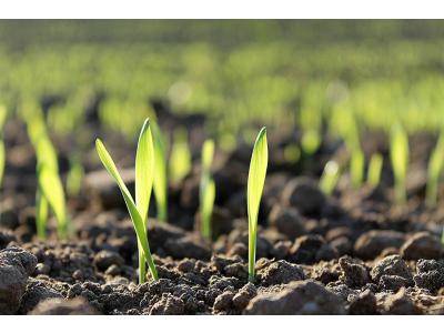 Gras bijzaaien in september voor herstel van het gazon