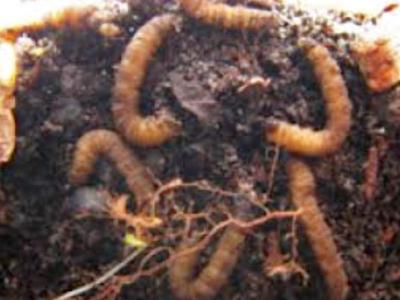 Larven rouwvlieg | Hendriks Graszoden