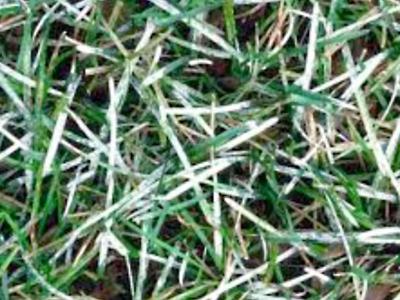 Meeldauw | Hendriks Graszoden