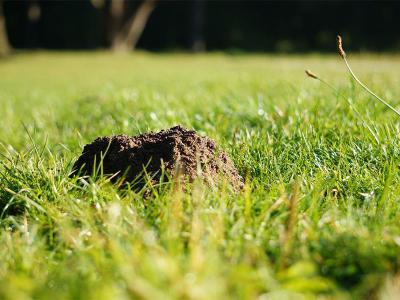 Molshopen in de tuin: hoe kunt u dit het beste herstellen? | Hendriks Graszoden