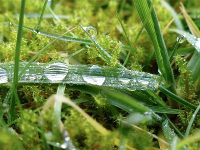 Mos in het gras in de tuin | Hendriks Graszoden