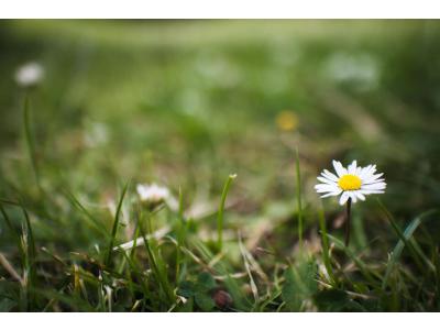 Onkruid herkennen in het gazon en effectief verwijderen