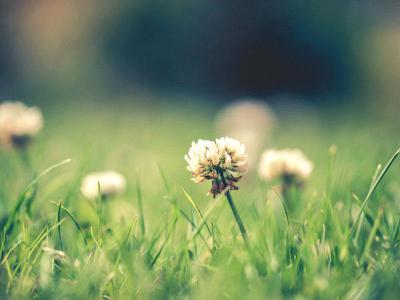 Onkruid in gazon | Hendriks Graszoden