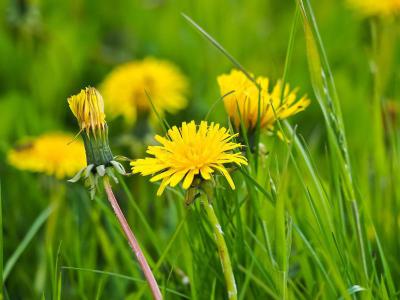 Onkruid in uw gazon bestrijden | Hendriks Graszoden