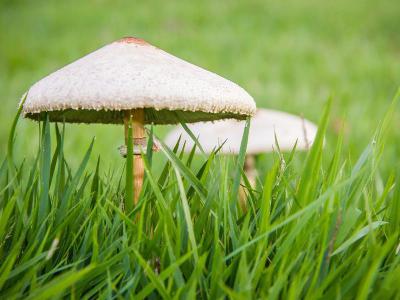 Paddenstoelen in uw gazon zijn niet zo schadelijk als u dacht | Hendriks Graszoden