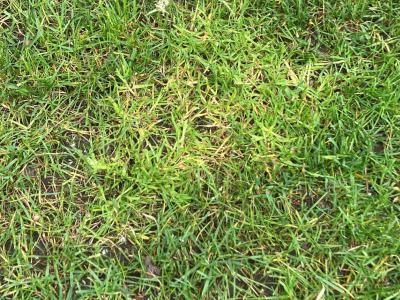 Straatgras bestrijden, is dat een goed idee? | Hendriks Graszoden