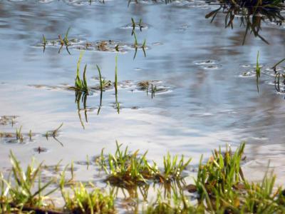 Gazon draineren om wateroverlast te voorkomen | Henriks Graszoden