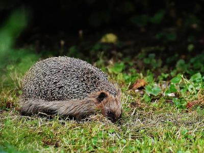 Wat u moet doen met een egel in de tuin | Gazon-online