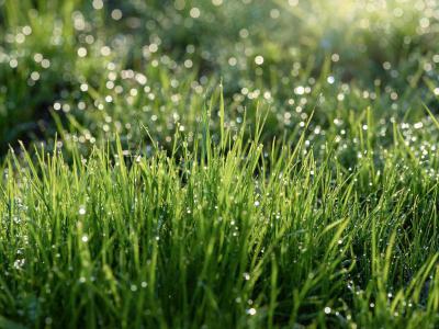 Waterbesparende tips voor het sproeien van uw gazon
