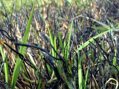 Een jaarwisseling zonder brandplekken | Hendriks Graszoden