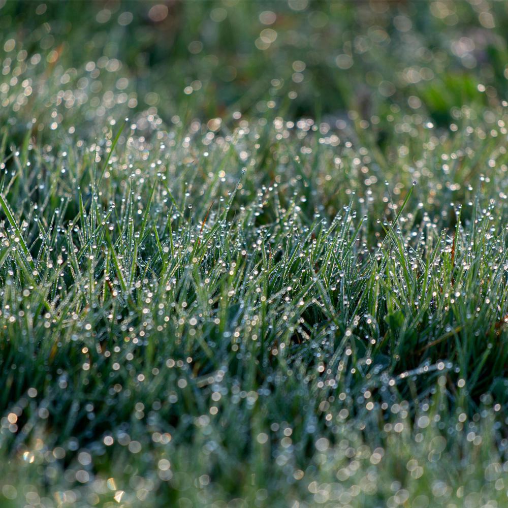 Groen gazon met dauwdruppels Dauw op fris groen gazon in de ochtend