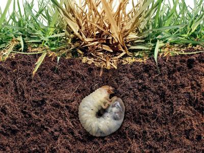 Engerlingen bestrijden Engerlingen bestrijden