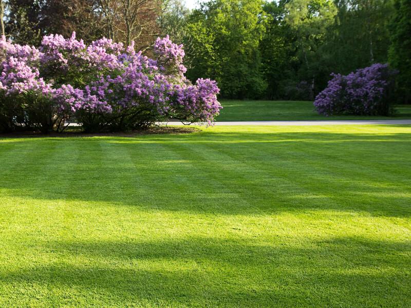 Dichte groene grasmat geschikt voor zandgrond Dichte groene grasmat geschikt voor zandgrond