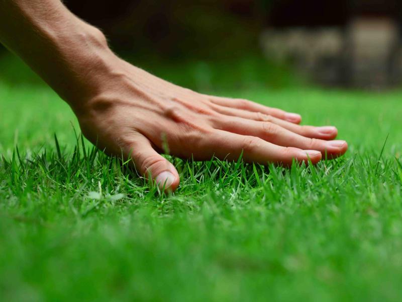 Hoe kunt u uw gras voller maken? Hoe kunt u uw gras voller maken?