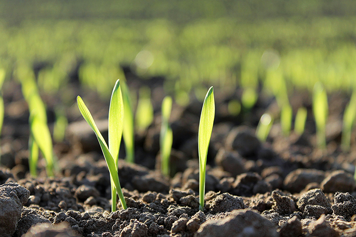 Gras bijzaaien in september voor een gezond gazon Gras bijzaaien in september voor herstel van het gazon