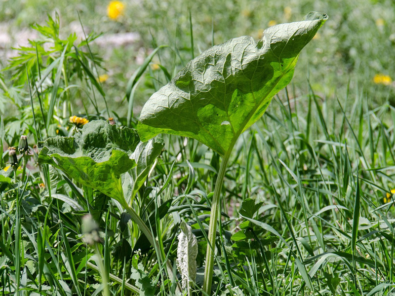 Duurzaam onkruid verwijderen | Gazon-online.be Duurzaam onkruid verwijderen | Gazon-online.be