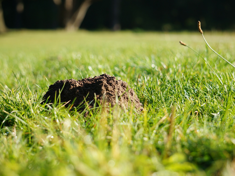 Molshopen in de tuin: hoe kunt u dit het beste herstellen? Molshopen in de tuin: hoe kunt u dit het beste herstellen?