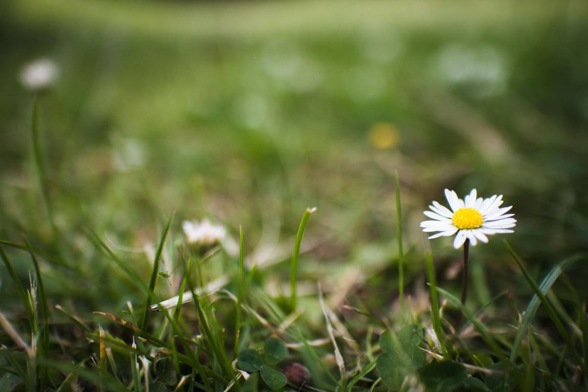 Last van onkruid in het gazon? Zo herkent én bestrijdt u het | Hendriks Graszoden Onkruid herkennen in het gazon en effectief verwijderen