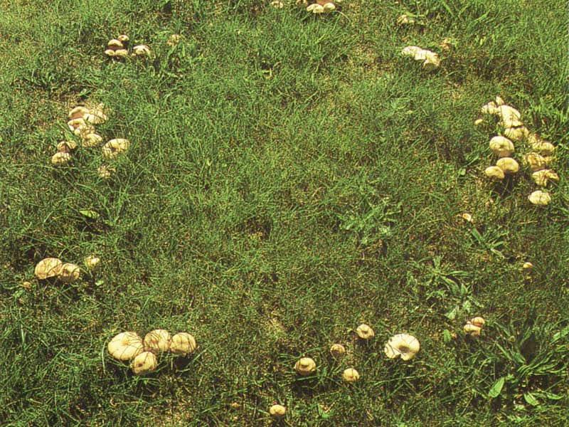 Paddenstoelen in gazon Paddenstoelen in gazon
