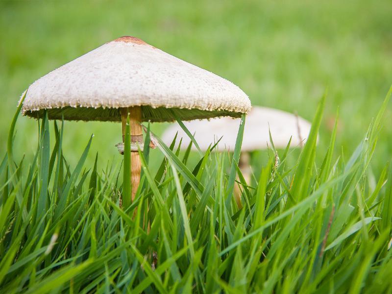 Paddenstoelen in uw gazon zijn niet zo schadelijk als u dacht Paddenstoelen in uw gazon zijn niet zo schadelijk als u dacht