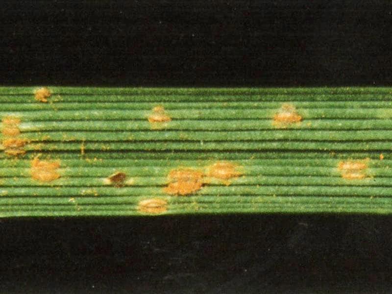 Roest in het gras Roest in het gras