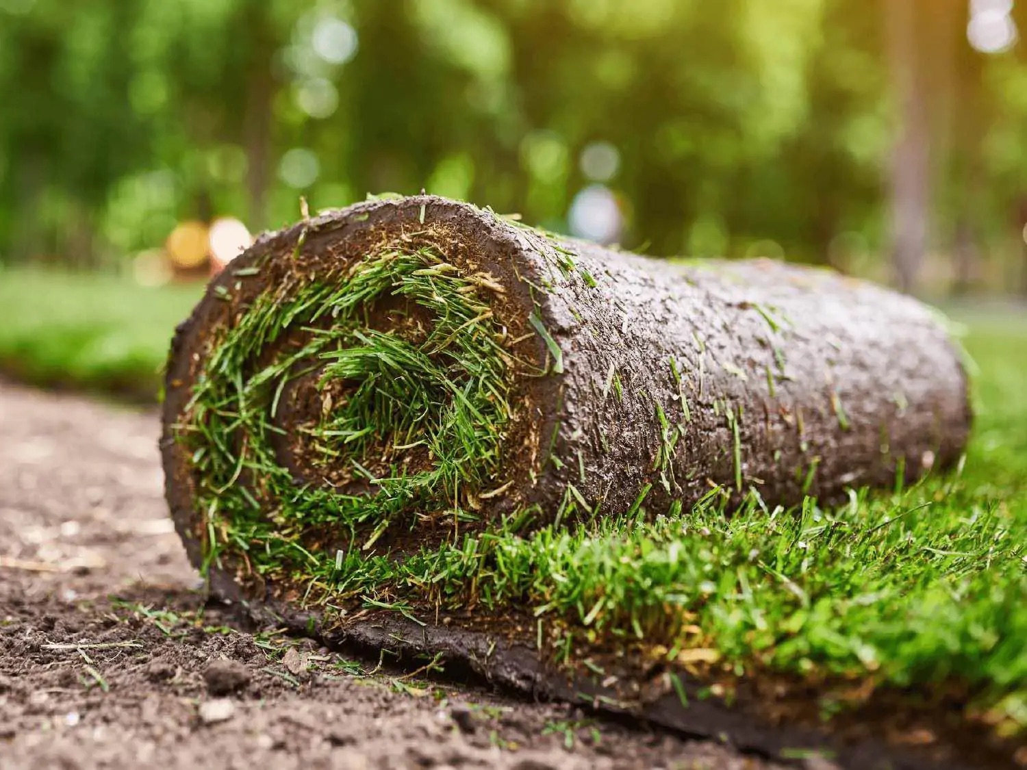 Graszoden of graszaad? Ontdek wat het beste bij u past | Gazon-online De grootste verschillen tussen graszoden en graszaad | Gazon-online