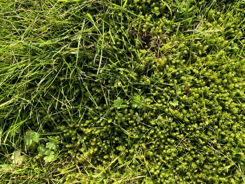 Waarom uw gazon kalken belangrijk is Waarom uw gazon kalken belangrijk is